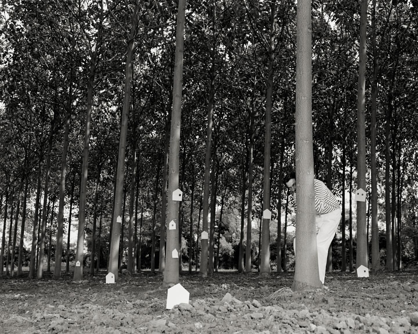 Monochrome image of a woman standing in a forest of tall trees with small house-shaped objects attached to the trunks, creating a surreal scene.