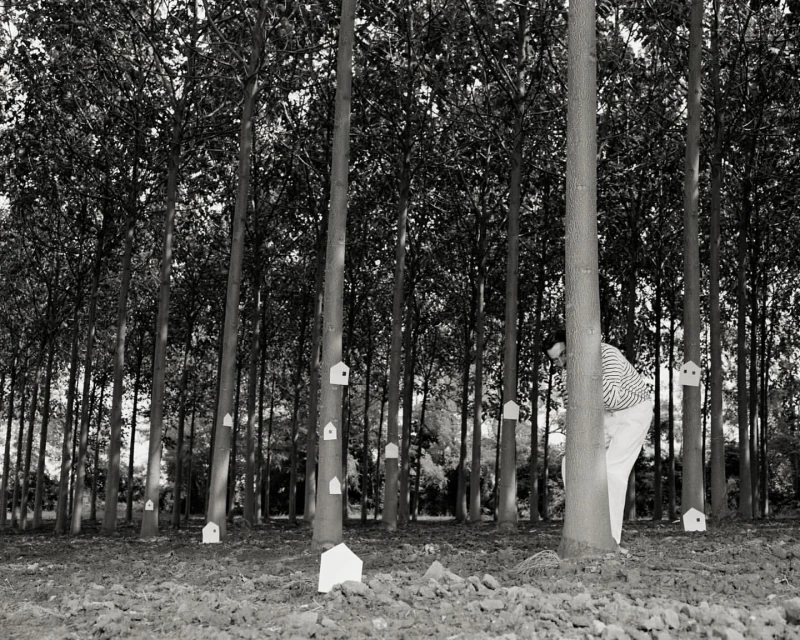 Monochrome image of a woman standing in a forest of tall trees with small house-shaped objects attached to the trunks, creating a surreal scene.
