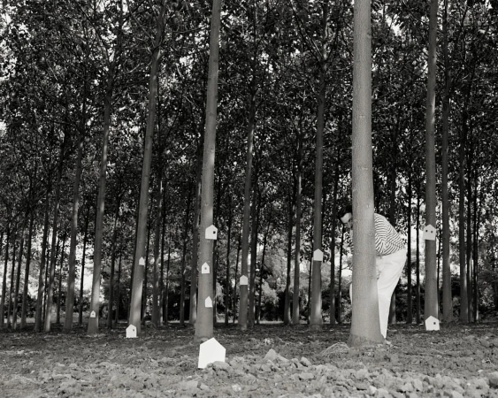 Monochrome image of a woman standing in a forest of tall trees with small house-shaped objects attached to the trunks, creating a surreal scene.