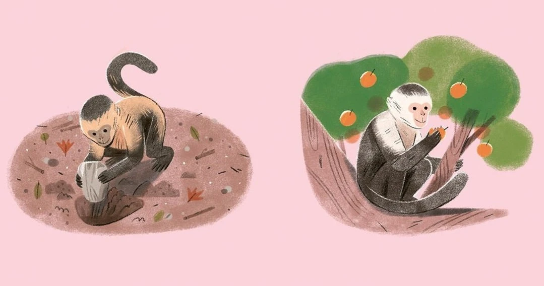 Whimsical illustration shows two capuchin monkeys: one near a tree, the other trying to open a container on a brown ground surface.