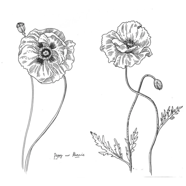 Monochrome illustration of two poppy flowers with detailed line work, showcasing floral art in a botanical style on a white background.