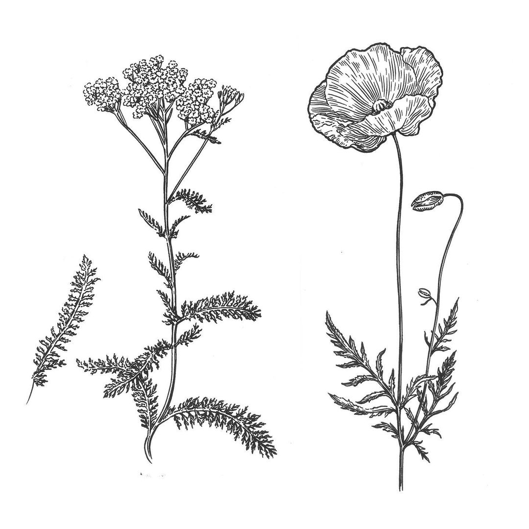 Botanical illustration of two distinct flowering plants with detailed line work, set against a white background, showcasing artistry.