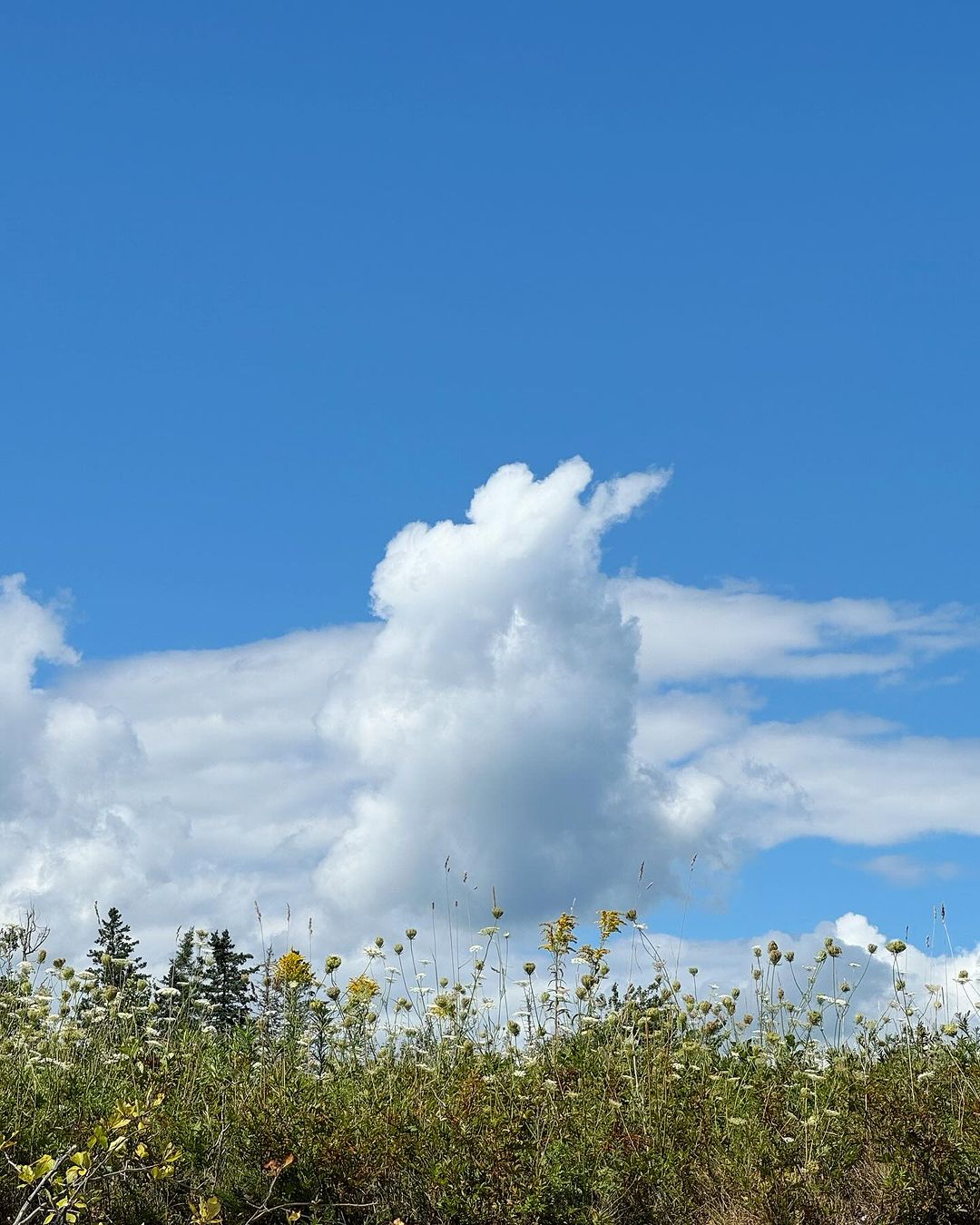 Scenic landscape featuring a tall cloud formation resembling a figure, set against a vibrant blue sky and a lush field of wildflowers.