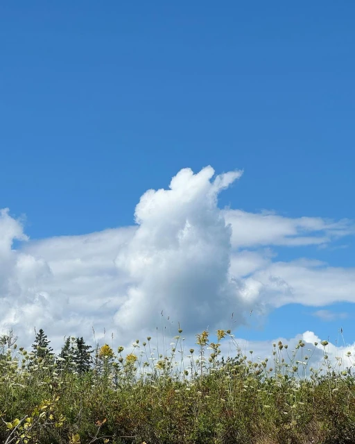 Scenic landscape featuring a tall cloud formation resembling a figure, set against a vibrant blue sky and a lush field of wildflowers.