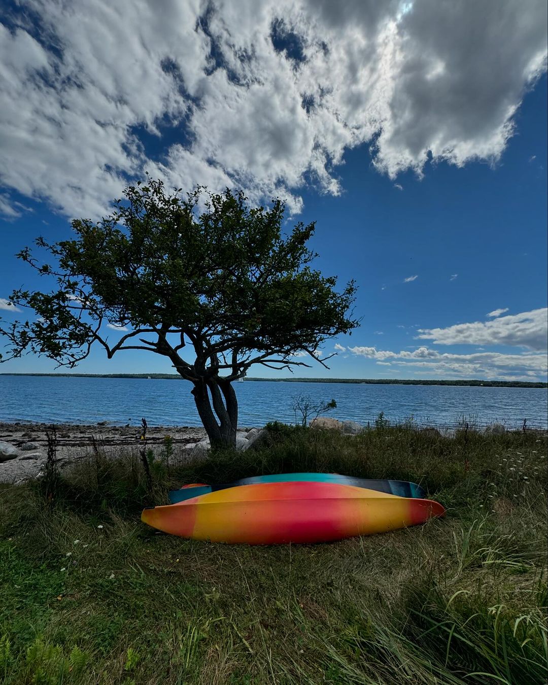 Two kayaks sit on grassy shore with a tree, overlooking blue water and sky with fluffy clouds, creating a serene outdoor scene.