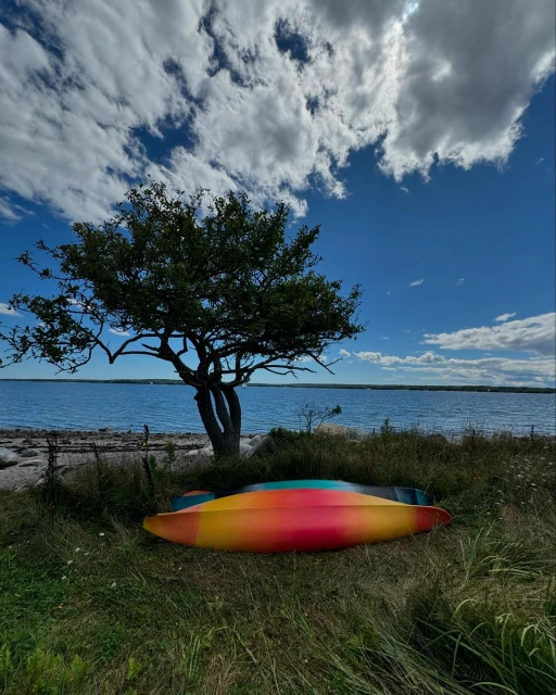 Two kayaks sit on grassy shore with a tree, overlooking blue water and sky with fluffy clouds, creating a serene outdoor scene.