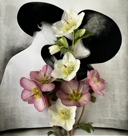 Close-up of white and pink hellebore flowers arranged over a monochrome illustration of two silhouetted profiles.