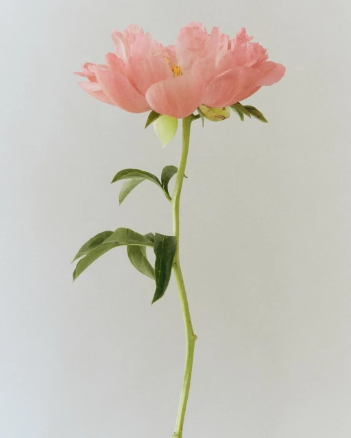 Close-up of a single coral peony in full bloom with a green stem and leaves against a pale background in vertical composition.