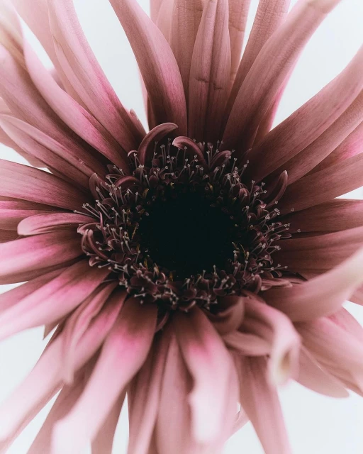 Close-up of a pink gerbera daisy reveals intricate stamen details against a bright background, emphasizing floral textures and colors.