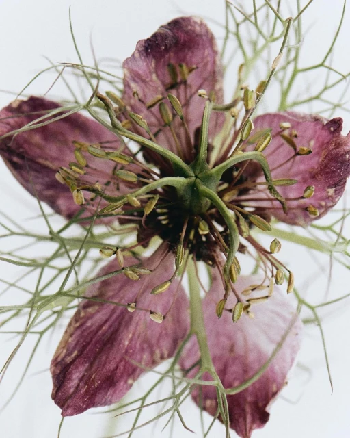 Close-up of a magenta flower with green filaments against a white background, showcasing the intricate details of its botanical structure.