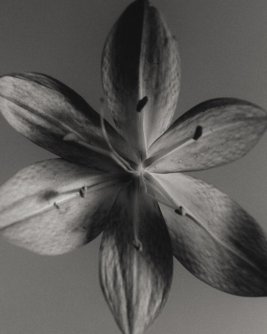 Monochrome close-up of a single, stylized flower in full bloom with six petals, showcasing symmetrical, minimalist design elements.