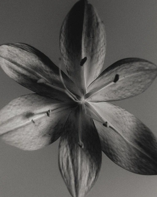 Monochrome close-up of a single, stylized flower in full bloom with six petals, showcasing symmetrical, minimalist design elements.