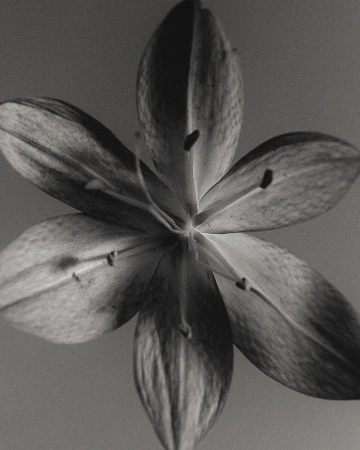 Monochrome close-up of a single, stylized flower in full bloom with six petals, showcasing symmetrical, minimalist design elements.