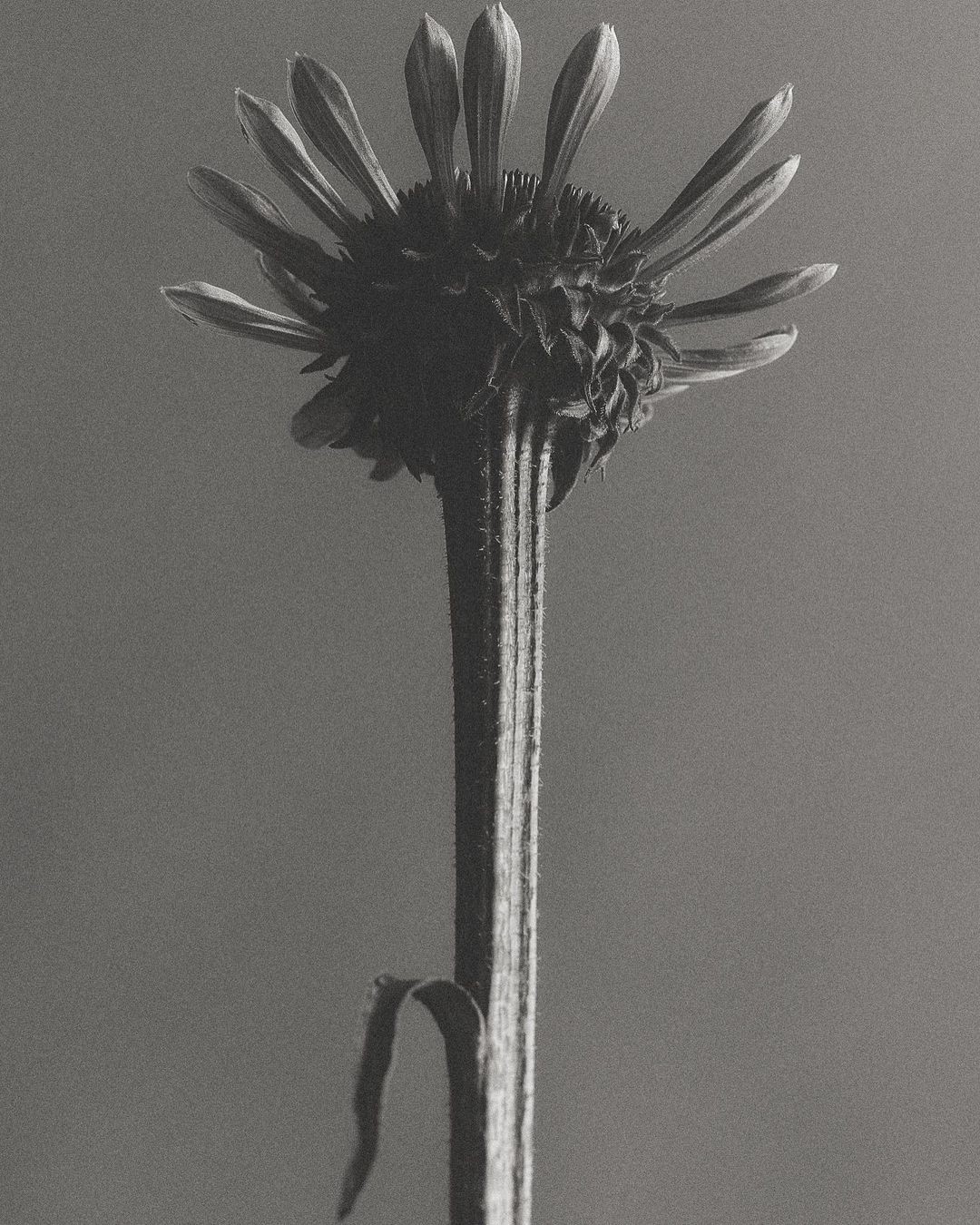 Close-up black and white photograph of a single flower with a long stem and open petals against a neutral gray background.