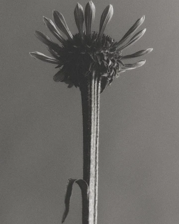 Close-up black and white photograph of a single flower with a long stem and open petals against a neutral gray background.