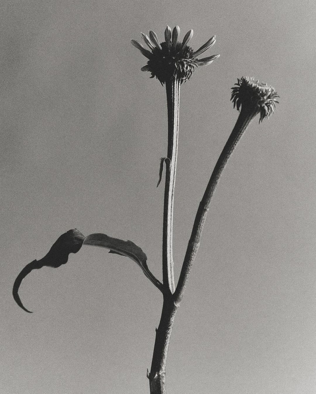 Black and white fine art photograph of a wilted flower with two buds and curled leaves against a grey background, studio setting.