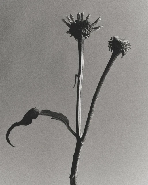 Black and white fine art photograph of a wilted flower with two buds and curled leaves against a grey background, studio setting.