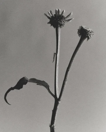 Black and white fine art photograph of a wilted flower with two buds and curled leaves against a grey background, studio setting.