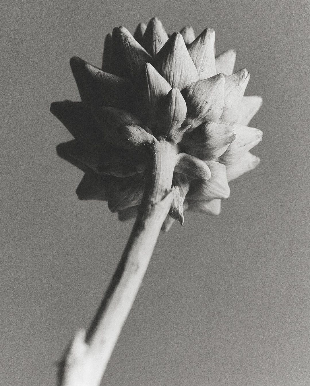Monochrome photograph of an artichoke flower head with a stem, displayed against a grey backdrop in a vertical composition.