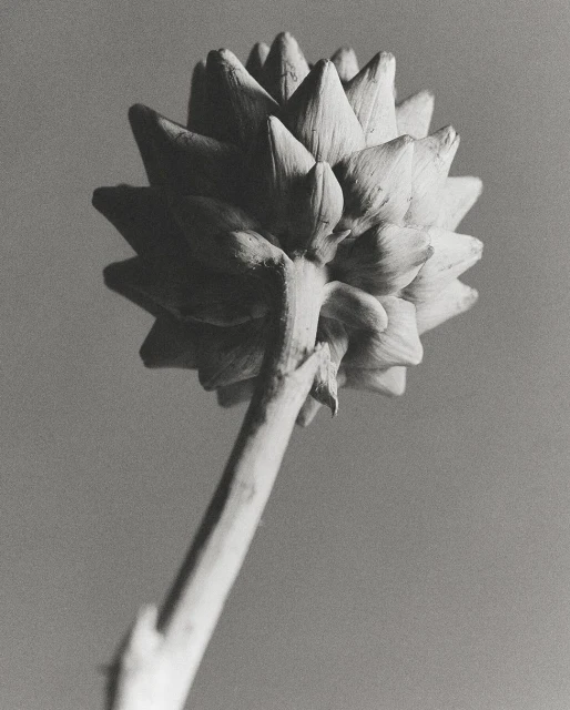 Monochrome photograph of an artichoke flower head with a stem, displayed against a grey backdrop in a vertical composition.
