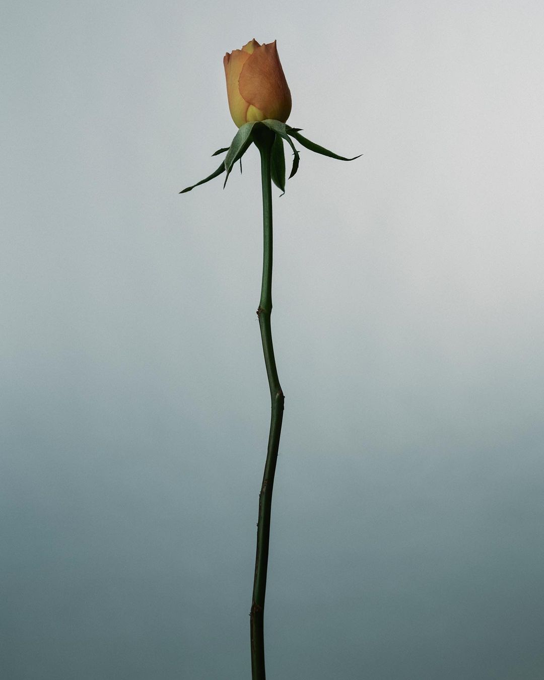 A single peach-colored rose with a long stem stands against a soft, diffused gray background, showcasing its simple elegance and form.