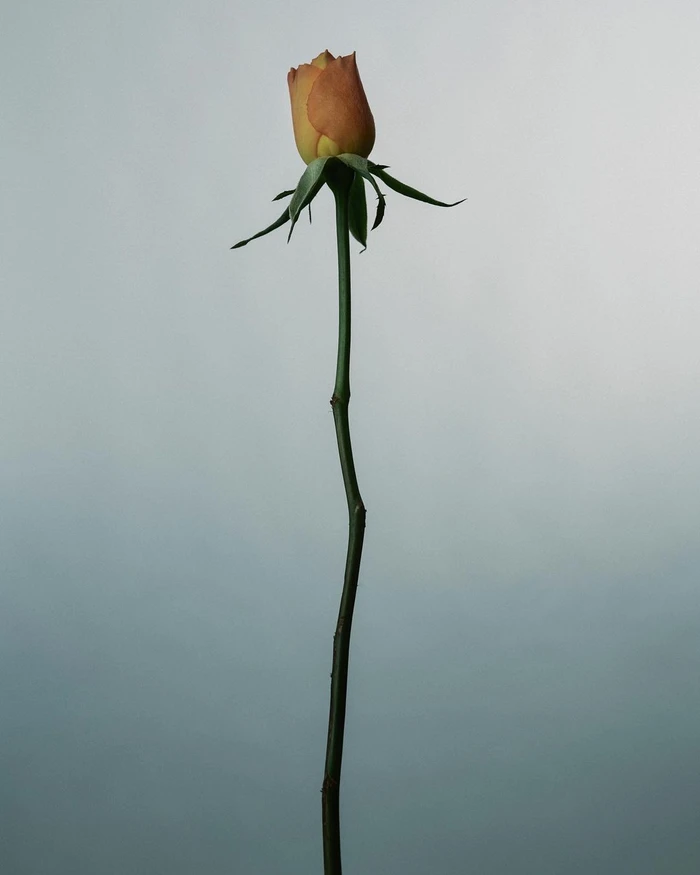 Single unopened peach rose bud with long green stem against a plain white studio background