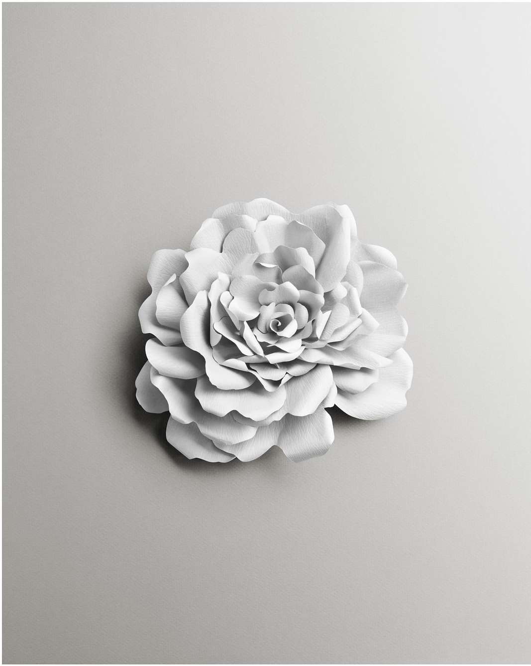 Close-up of an elegant white flower with layered petals on a smooth grey background, creating a soft, monochromatic floral composition.