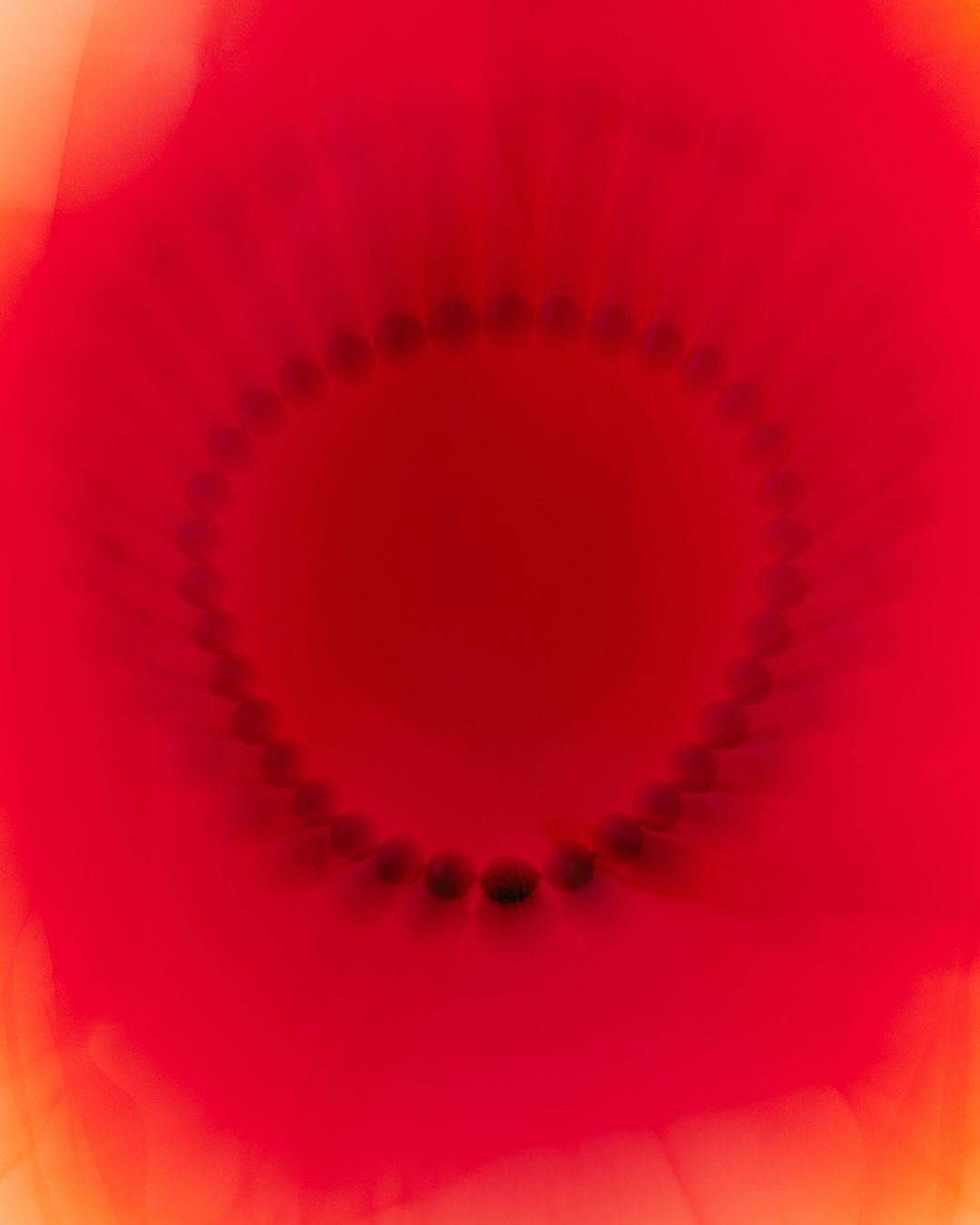 Macro shot of a red flower with a dark stamen, captured with soft lighting to highlight the texture of the petals, creating an abstract effect.