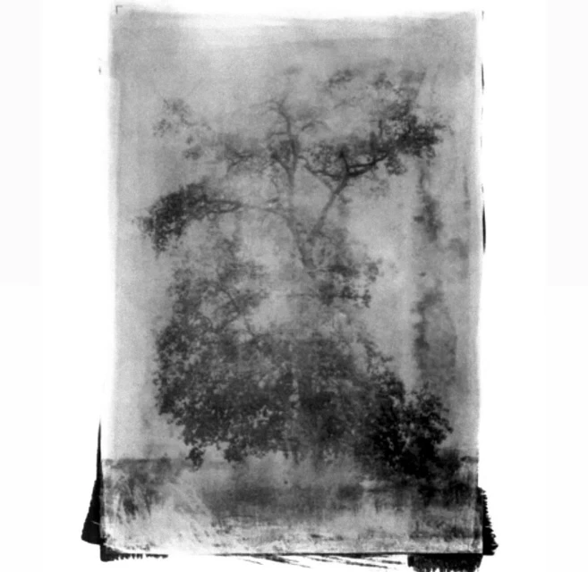 Monochrome art photography of a large tree silhouetted against a bright background, with visible texture from the artistic process.
