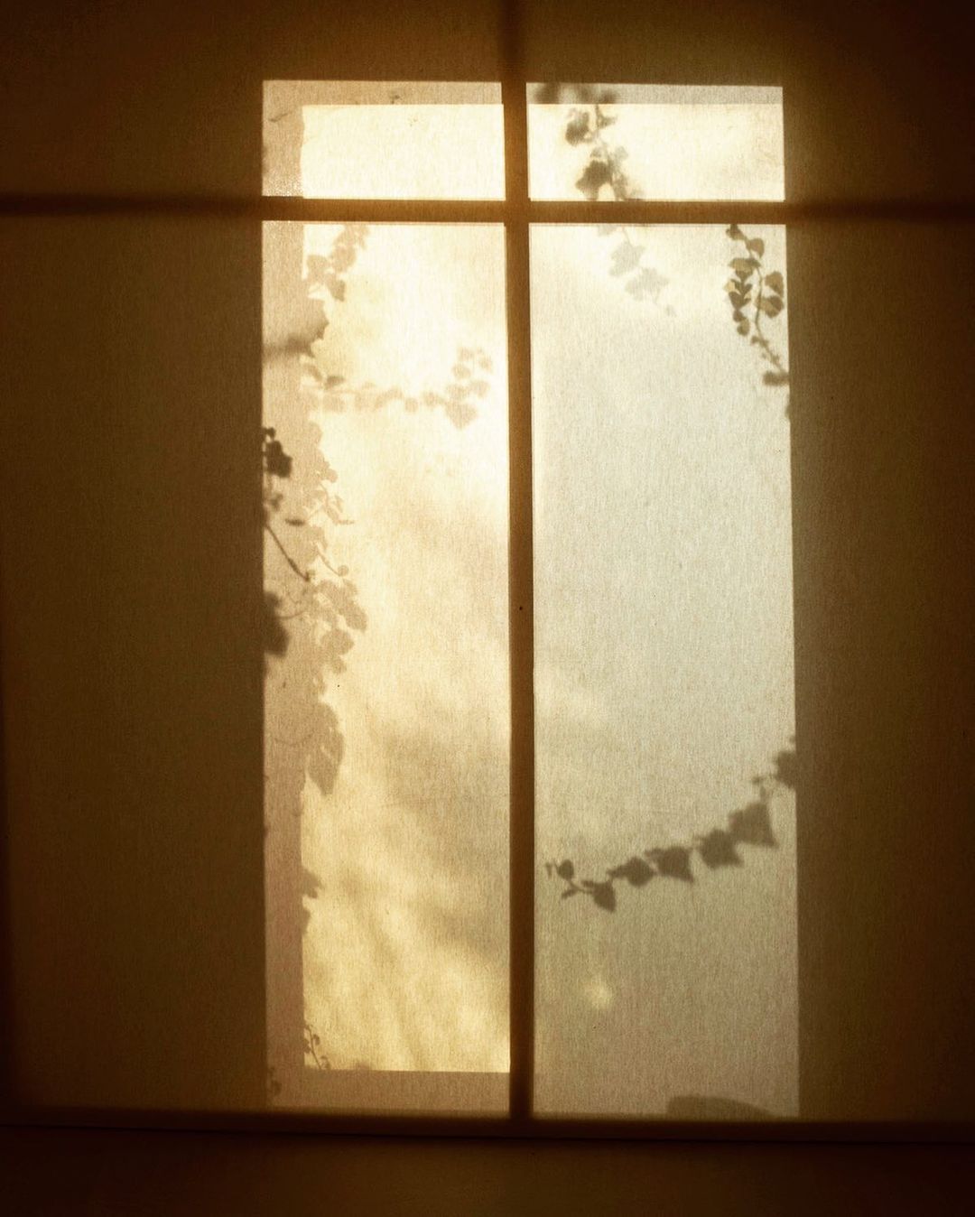 Sunlight streams through a window partially covered with climbing vines, casting intricate shadows on the surrounding wall, creating a bright, airy, natural atmosphere.