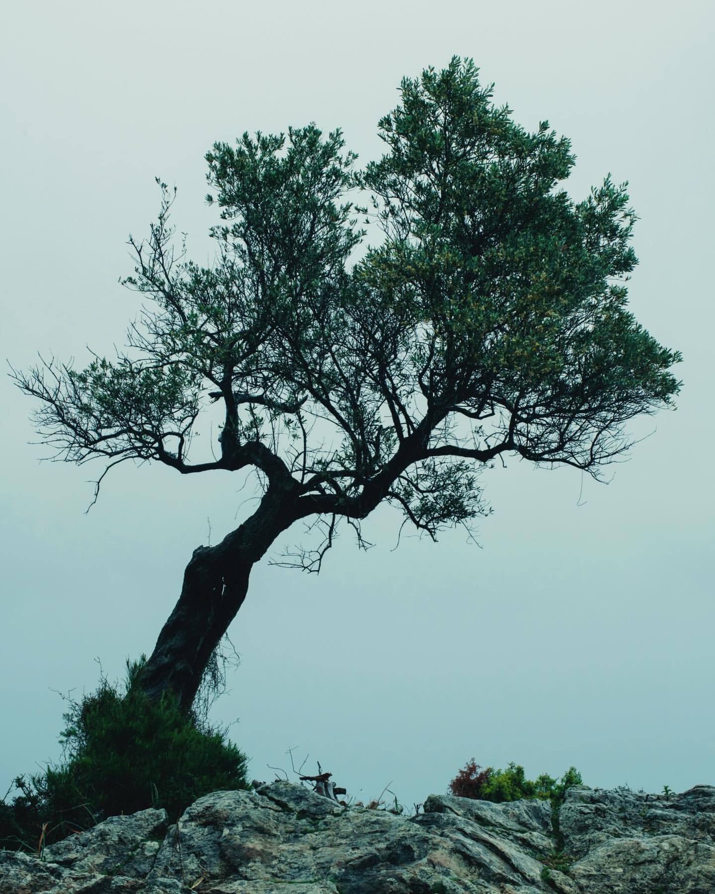 A lone tree with green leaves grows out of rocks against a pale sky, offering a natural, peaceful, and calming landscape scene.