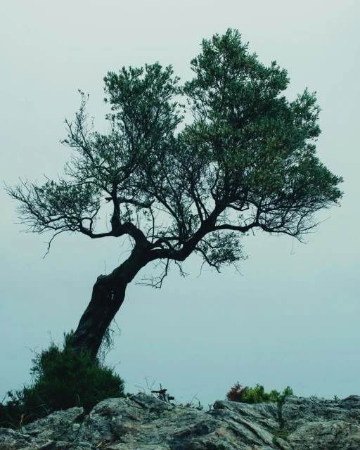 A lone tree with green leaves grows out of rocks against a pale sky, offering a natural, peaceful, and calming landscape scene.