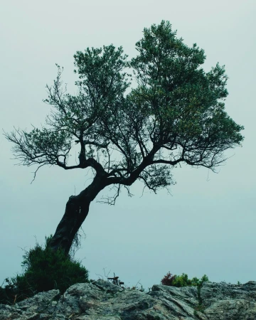 A lone tree with green leaves grows out of rocks against a pale sky, offering a natural, peaceful, and calming landscape scene.