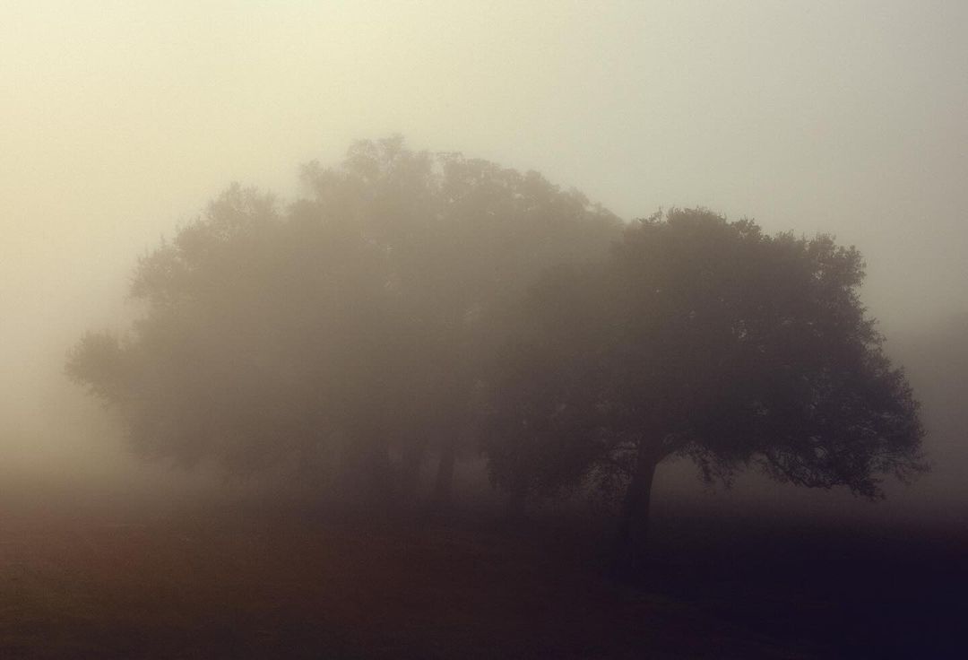 Misty landscape featuring a large, leafy tree in the foreground shrouded in fog, creating a soft, atmospheric scene.