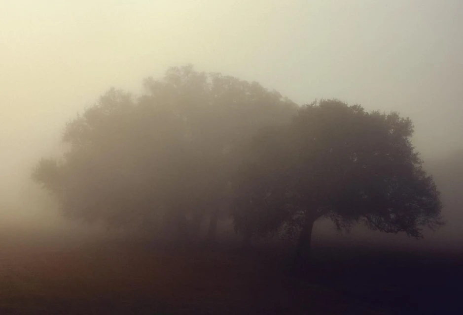 Misty landscape featuring a large, leafy tree in the foreground shrouded in fog, creating a soft, atmospheric scene.
