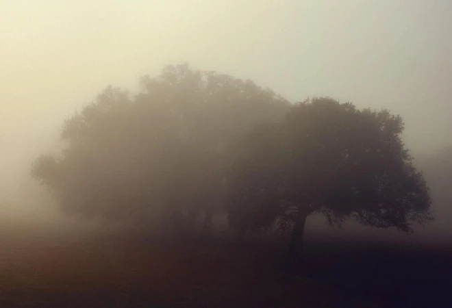 Misty landscape featuring a large, leafy tree in the foreground shrouded in fog, creating a soft, atmospheric scene.