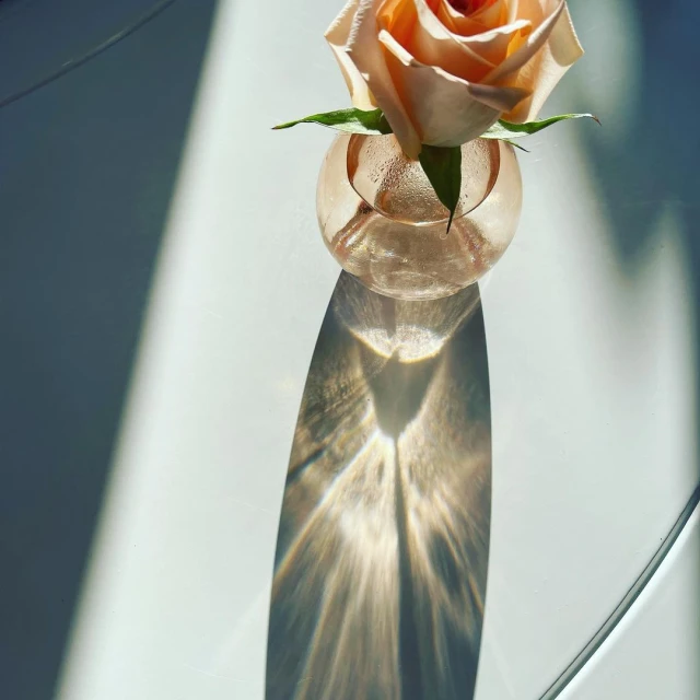 Peach-colored rose in a clear, round vase casting a refracted shadow on a white surface in a naturally lit setting.