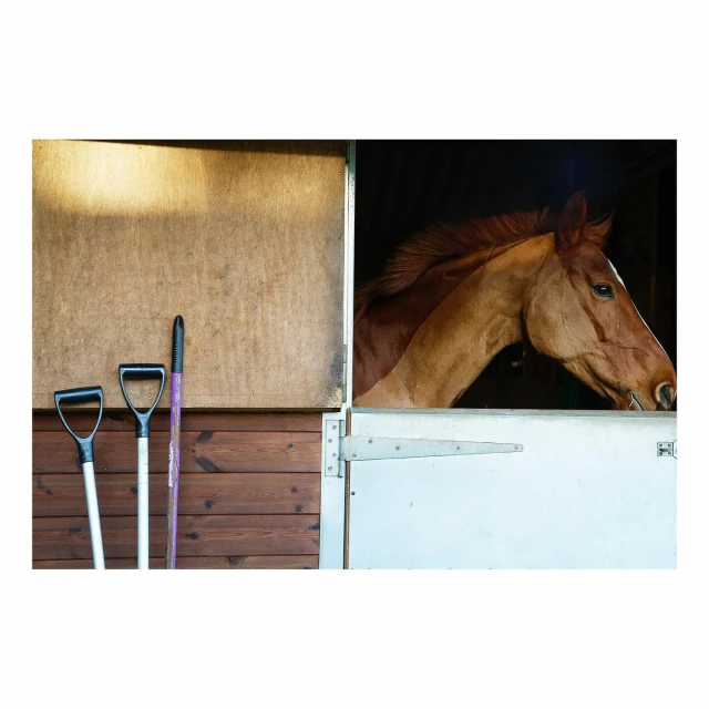 Chestnut horse portrait in stable with white door, grooming tools, and wood paneling, creating a rustic and equine-focused scene.