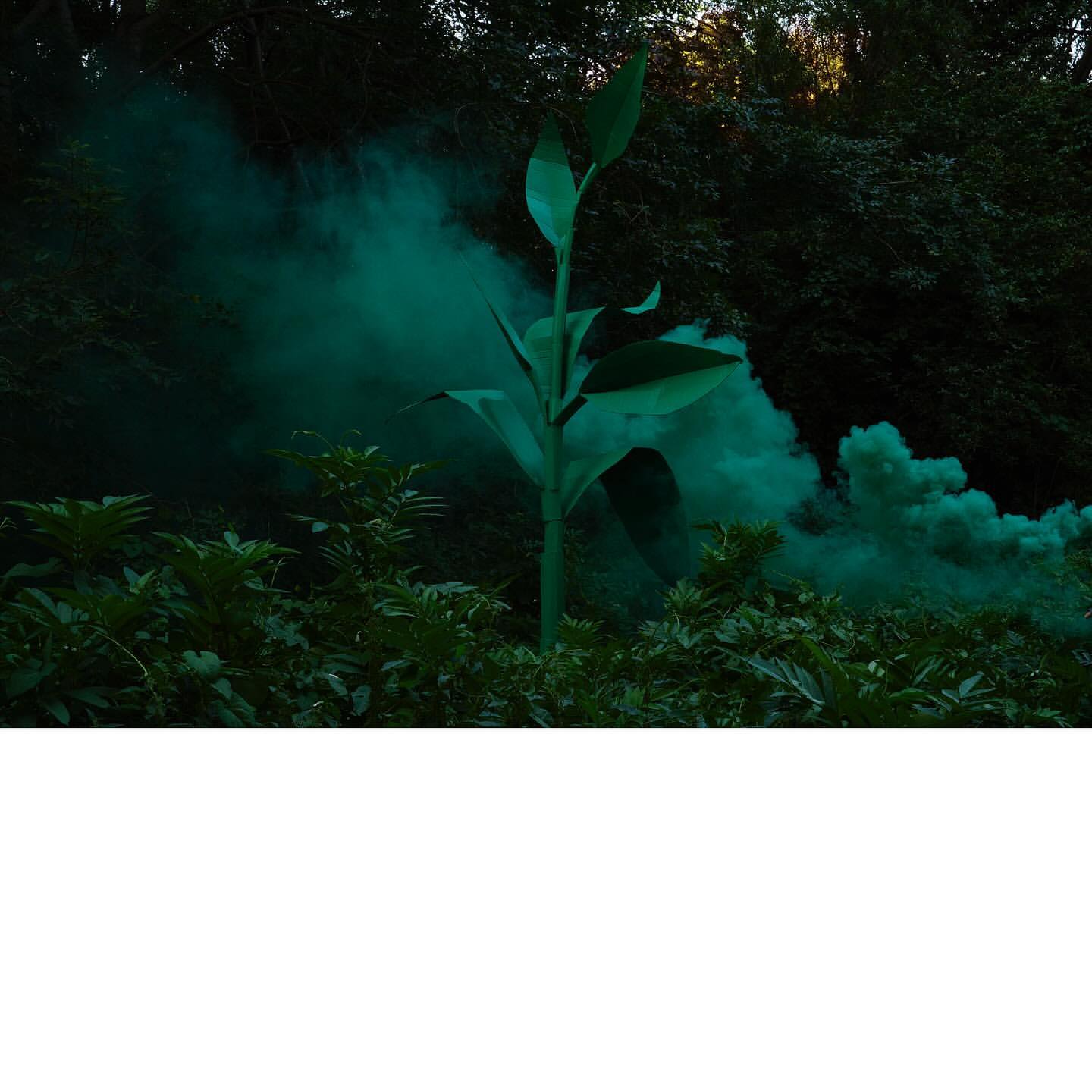 Moody outdoor scene with a large plant in a lush forest setting and a green smoke effect, creating an atmospheric, surreal ambiance.