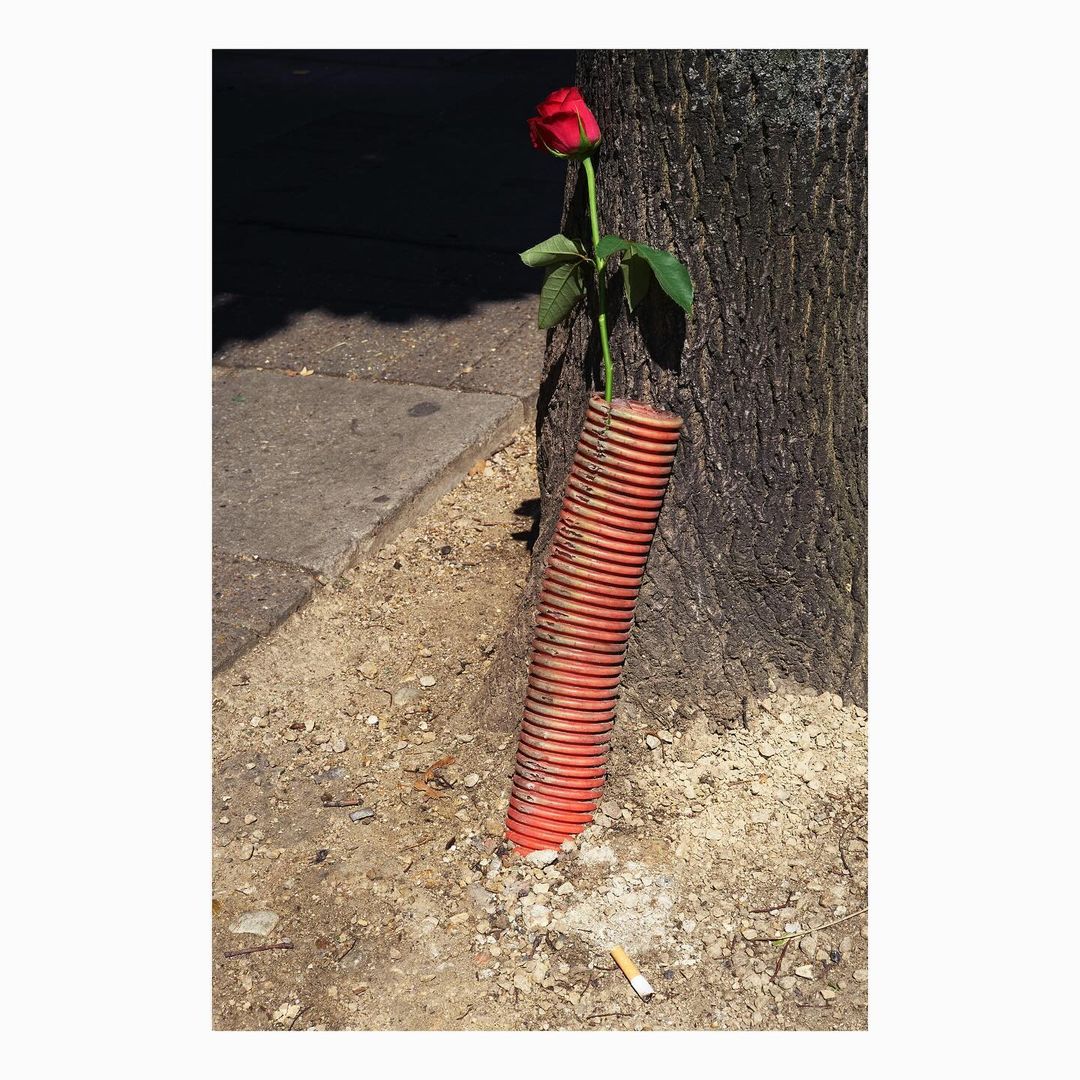 A red rose stands in a terracotta pipe against a tree on a city sidewalk, with a discarded cigarette butt nearby in natural light.