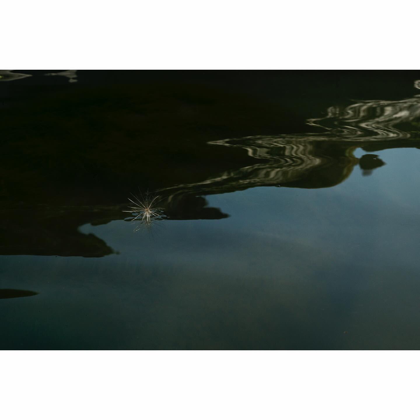 Close-up of dandelion seed head floating on rippling water surface with dark reflections, creating a natural, tranquil scene.