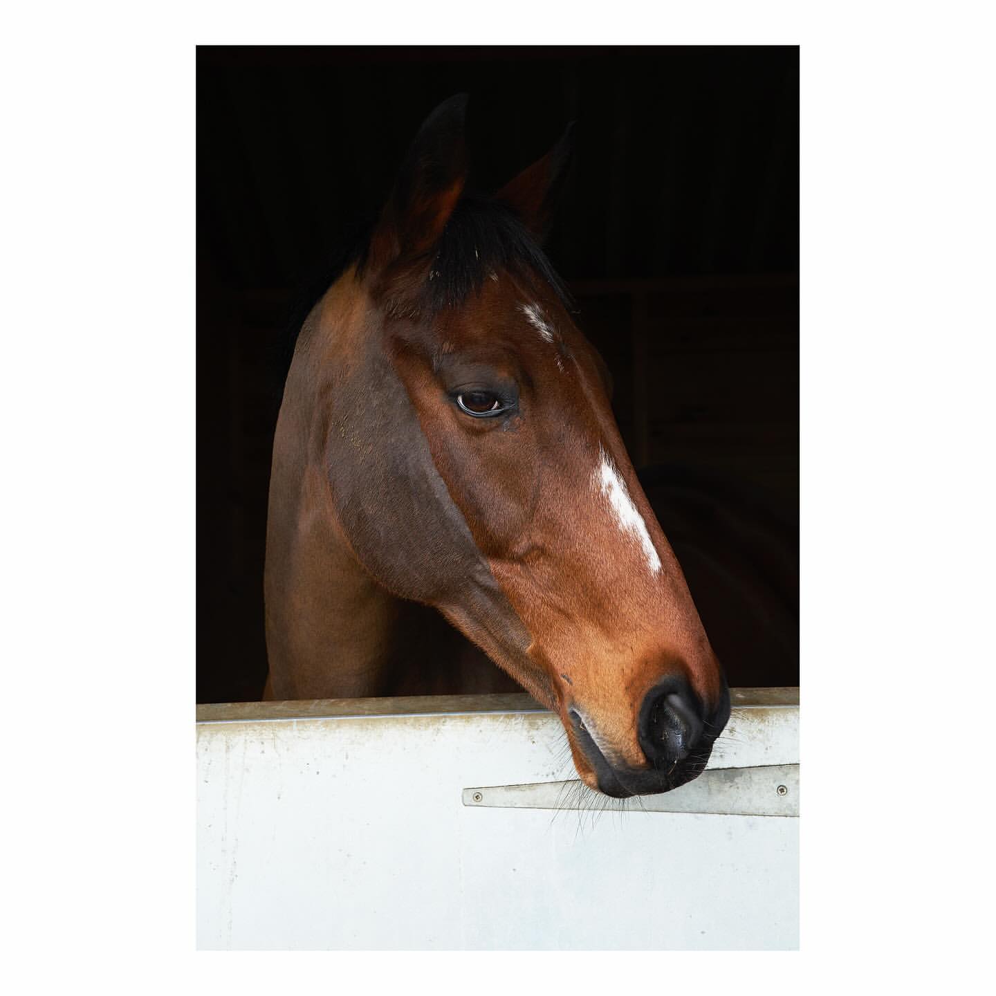 Close-up studio shot of a brown horse with a white stripe on its face, partially visible behind a low white wall in dim lighting.