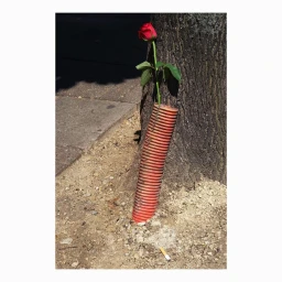 A red rose inserted inside an orange corrugated plastic pipe next to a tree trunk on sandy ground with a cigarette butt.