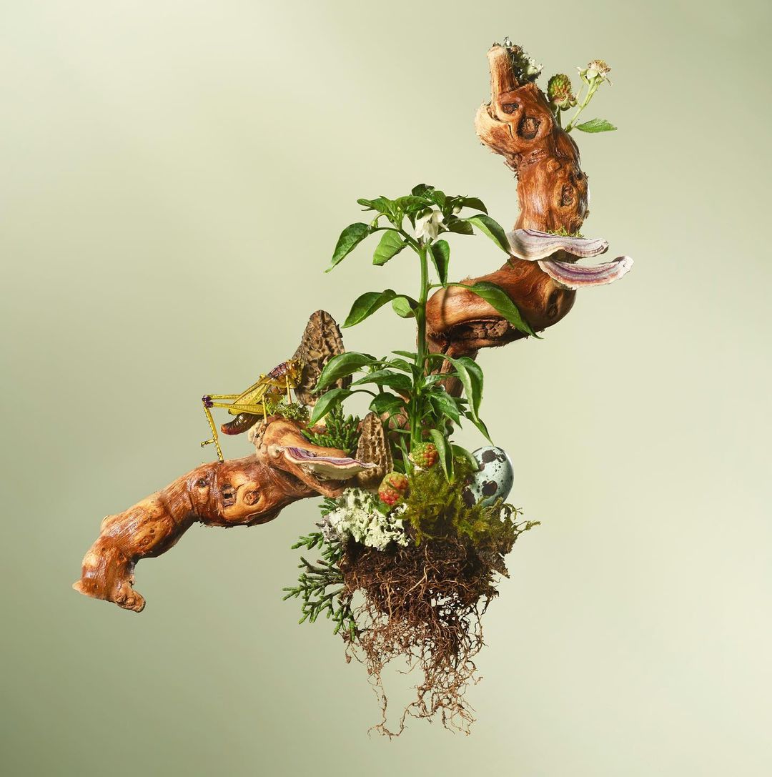 Unique still life featuring twisted wood branch adorned with plant life, berries, moss, and a perched insect against a soft green backdrop.