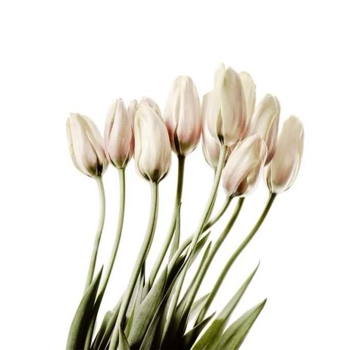 Close-up shot of light pink tulip flowers with green leaves against a bright white background. Botanical floral arrangement.