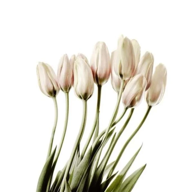 Close-up shot of light pink tulip flowers with green leaves against a bright white background. Botanical floral arrangement.