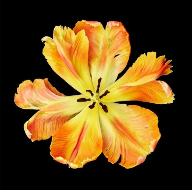 Close-up studio shot of a vibrant yellow and orange tulip flower with ruffled petals on a stark black background, creating a striking contrast.