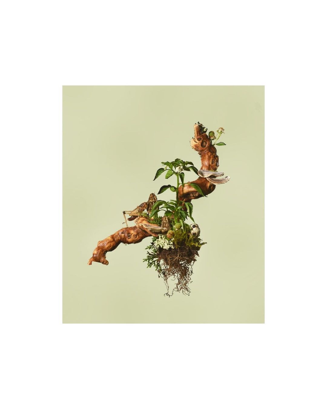 Botanical still life featuring a gnarled branch supporting greenery, small plants, and moss against a pale green background.
