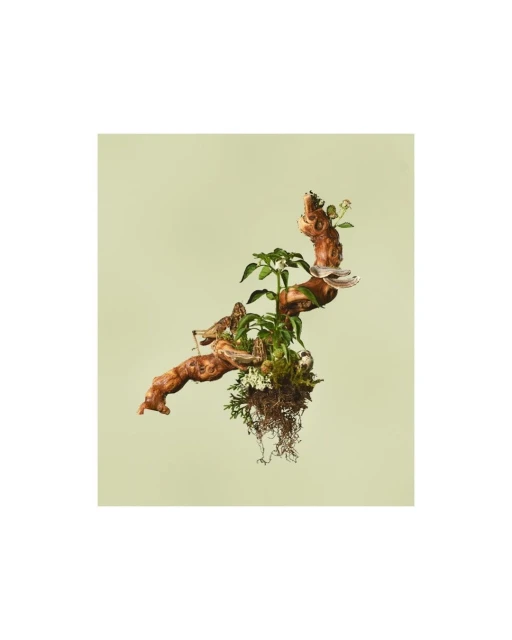 Botanical still life featuring a gnarled branch supporting greenery, small plants, and moss against a pale green background.