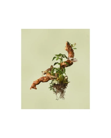Botanical still life featuring a gnarled branch supporting greenery, small plants, and moss against a pale green background.